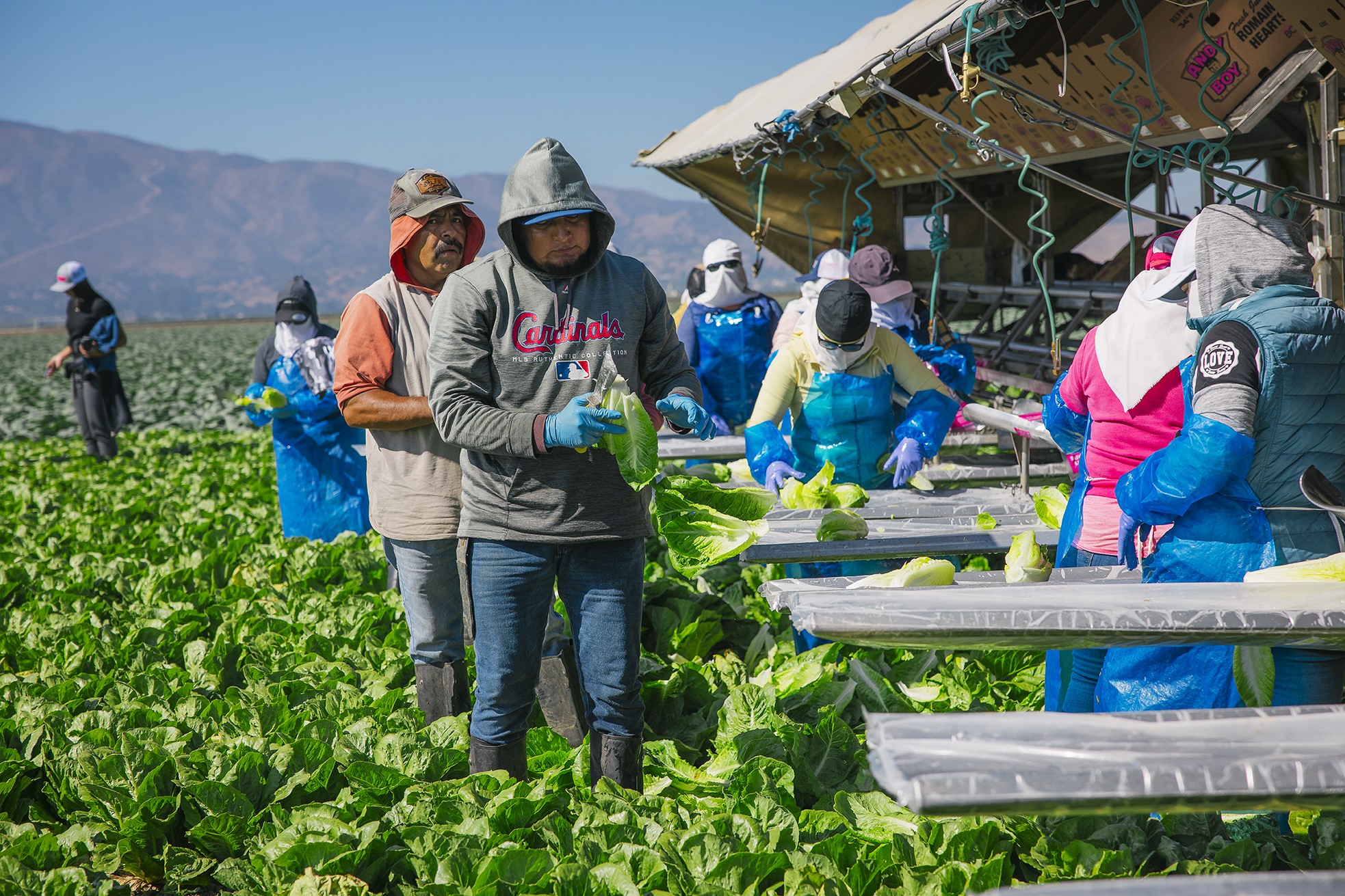 Fresh produce representing growers and farming operations